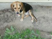 How to Stop a Dog from Digging How To Stop A Dog From Digging