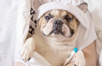 How To Cure Fever in Dogs? How to Cure Fever in Dogs Featured Image