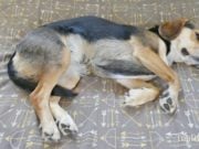 How to Tell If Your Dog Is Pregnant How To Tell If Your Dog Is Pregnant