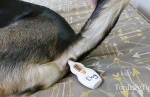Step-by-Step Guide on How to Take a Dog’s Temperature With a Thermometer How to Take a Dog's Temperature With a Thermometer