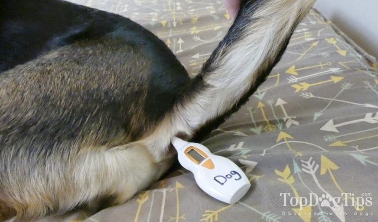 How to Take a Dog's Temperature With a Thermometer