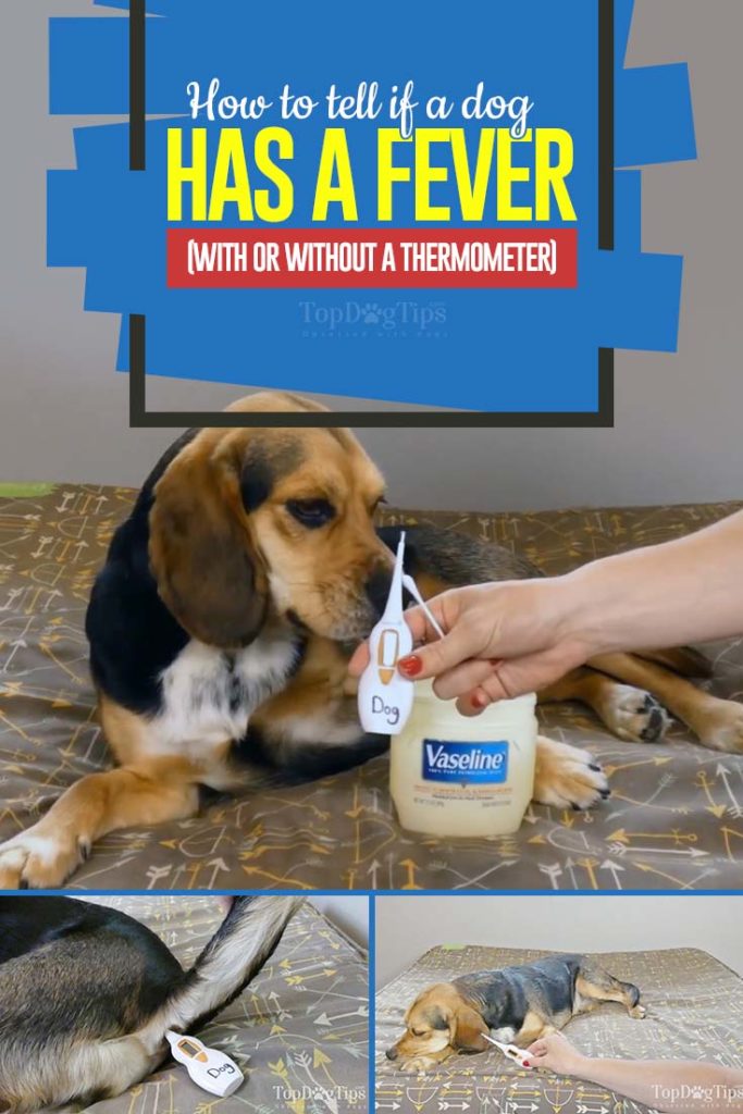 How to Tell If a Dog Has a Fever (the most accurate way)
