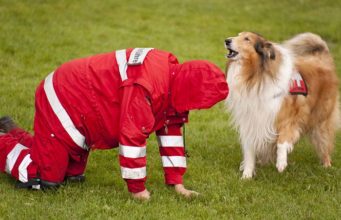 Human Encouragement Boosts Problem-solving Skills In Dogs, Study Says Human Encouragement Boosts Problem-solving Skills In Dogs, Study Says
