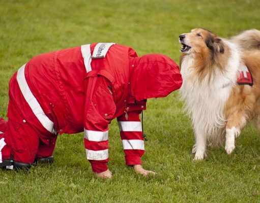 Human Encouragement Boosts Problem-solving Skills In Dogs, Study Says Human Encouragement Boosts Problem-solving Skills In Dogs, Study Says