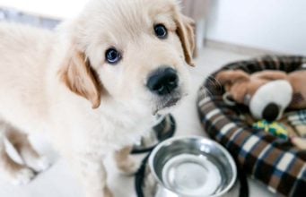 The New Puppy Shopping Checklist New Puppy Shopping Checklist - 22 Things You'll Need