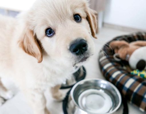 The New Puppy Shopping Checklist New Puppy Shopping Checklist - 22 Things You'll Need