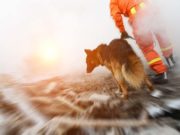 New Study Finds No Evidence That Dogs Can Predict Earthquakes New Study Finds No Evidence That Dogs Can Predict Earthquakes
