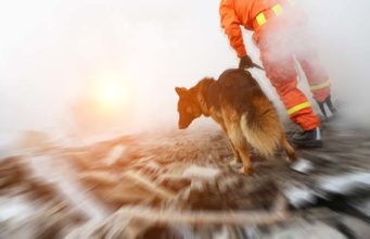 New Study Finds No Evidence That Dogs Can Predict Earthquakes New Study Finds No Evidence That Dogs Can Predict Earthquakes