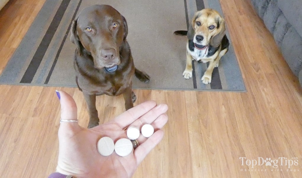 Dog Supplements for Homemade Dog Food Here's What You Need