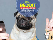 Reddit Dogs: How to Use Reddit to Become a Better Owner Reddit Dogs Forums - Tips on How to Use Reddit to Become a Better Owner