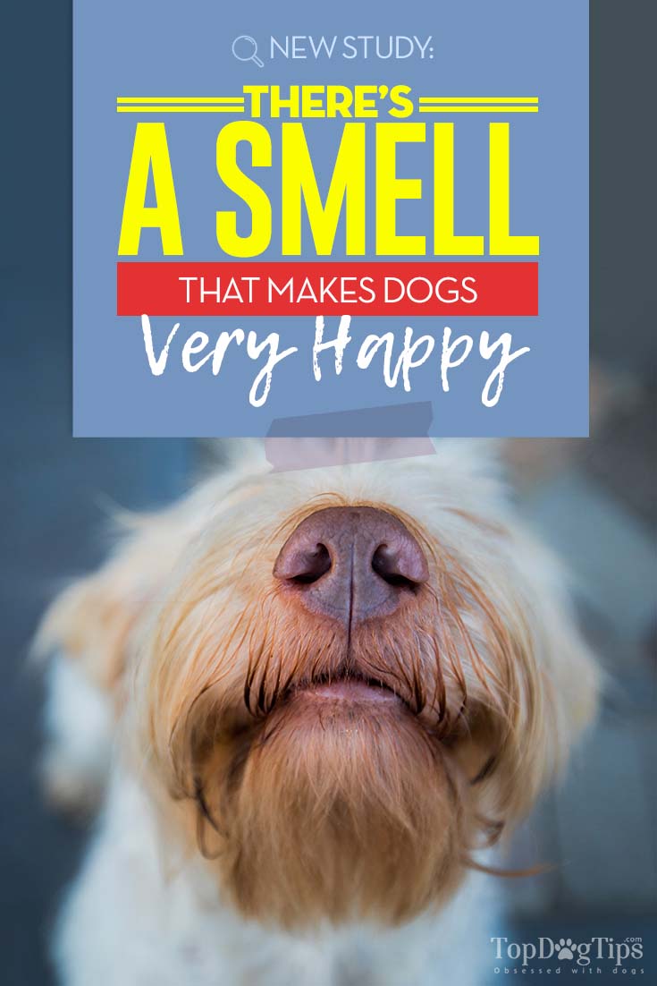 Research Shows Dogs Have Their Favorite Scent – It’s the Owner’s Smell
