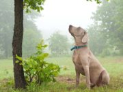 Researchers Found That Dogs Can Detect Diseases That Kill Trees Researchers Found That Dogs Can Detect Diseases That Kill Trees