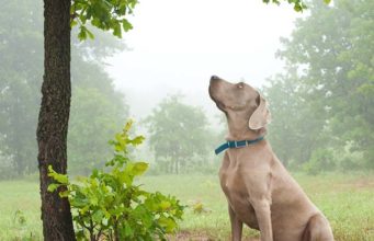 Researchers Found That Dogs Can Detect Diseases That Kill Trees Researchers Found That Dogs Can Detect Diseases That Kill Trees