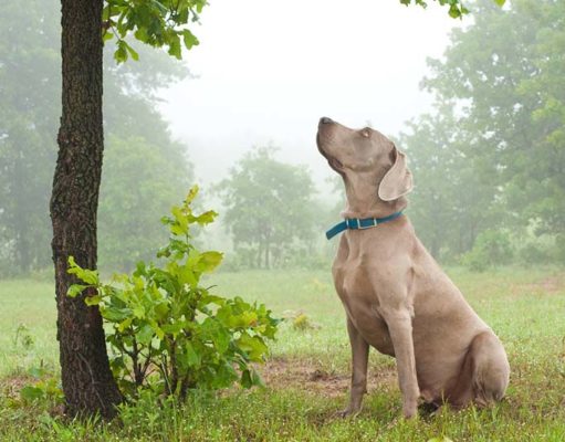 Researchers Found That Dogs Can Detect Diseases That Kill Trees Researchers Found That Dogs Can Detect Diseases That Kill Trees