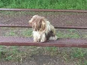 Scared and in Need of Care, This Dog Was Mistaken for an Old Carpet