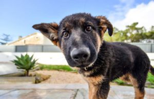 Science Determines the Exact Age When Puppies Are Their Most Adorable Science Determines the Exact Age When Puppies Are Their Most Adorable