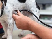 Study: Dogs Born in Summer Are at Higher Risk of Heart Disease how to check a dog's pulse