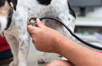 Study: Dogs Born in Summer Are at Higher Risk of Heart Disease how to check a dog's pulse