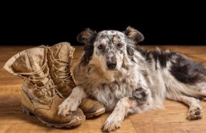 Study Shows How Military Veterans with PTSD Benefit from Service Dogs Study Shows How Military Veterans with PTSD Benefit from Service Dogs