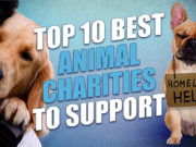 10 Best Animal Charities of 2019 10 Best Animal Charities to Support