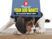 16 Things Your Dog Wants from Amazon Top 16 Things Your Dog Wants on Amazon featured image