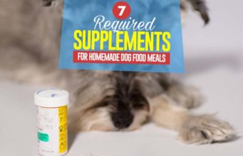 7 Essential Homemade Dog Food Supplements Top 7 Essential Homemade Dog Food Supplements