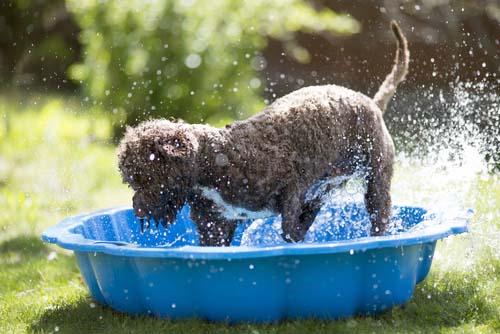 how to keep dogs cool outside in hot weather