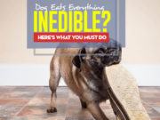 Dog Constantly Eats Inedible Things? Here’s What to Do Why Dogs Constantly Eat Inedible Things and What to Do