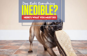 Dog Constantly Eats Inedible Things? Here’s What to Do Why Dogs Constantly Eat Inedible Things and What to Do