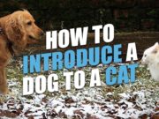 How to Introduce a Dog to a Cat
