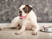 Homemade Dog Food for Bladder Stones: 10 Recipes to Try! 10 Homemade Dog Food for Bladder Stones Recipes