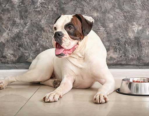 homemade dog food bladder stones