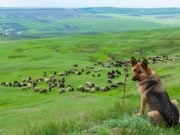 13 Things Your Dog Deserves to Experience With You 13 Things Your Dog Deserves to Experience With You