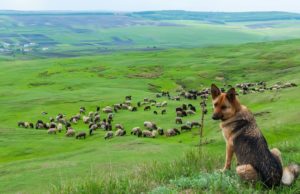 13 Things Your Dog Deserves to Experience With You 13 Things Your Dog Deserves to Experience With You