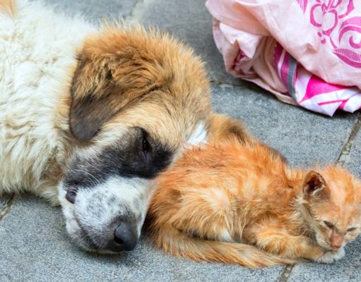 15 Sad Facts About Homeless Pets 15 Mind-Blowing Facts About Pet Homelessness