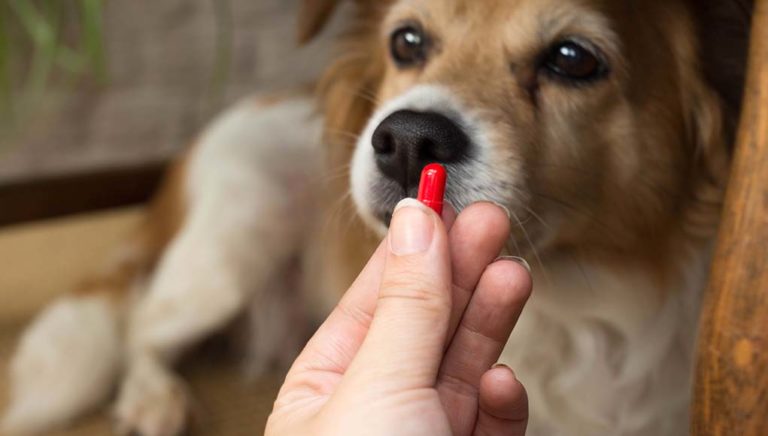 Safe Human Medications For Dogs Bleeding photo