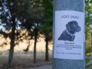 5 Ways to Protect Your Dog from Thieves 5 Ways to Protect Your Dog from Thieves