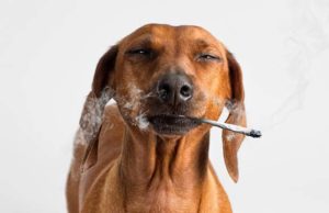 7 Common Dog Habits to Curb Early 7 Common Dog Habits to Curb So Your Pup's a Good Boy featured image