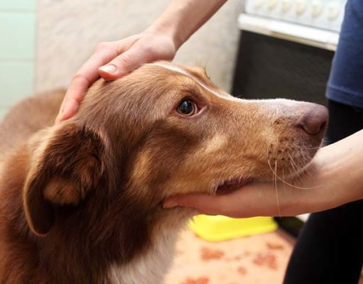 Could the Next Deadly Flu Pandemic Start With Dogs? Could the Next Deadly Flu Pandemic Start With Dogs