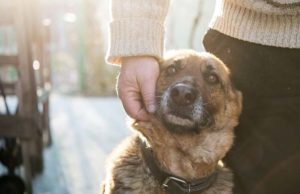 Do Rescue Dogs Have Memories Of Their Past? Do Rescue Dogs Have Memories Of Their Past featured image