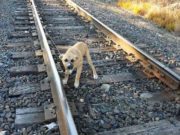 Dog Tied On Train Tracks Escapes Death After Man Saves Him Dog Tied On Train Tracks Escapes Death After Man Saves Him