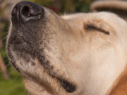 Dogs Visualize Objects Through Their Powerful Nose, Study Says Dogs Visualize Objects Through Their Powerful Nose, Study Says