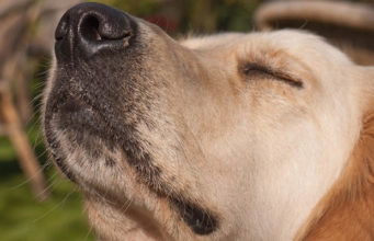 Dogs Visualize Objects Through Their Powerful Nose, Study Says Dogs Visualize Objects Through Their Powerful Nose, Study Says