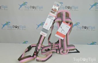 Giveaway: EzyDog Chest Plate Harness and Leash ($60+ Value) EzyDog Chest Plate Harness Giveaway
