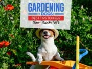 Gardening with Dogs: 9 Tips to Keep Pets Safe Gardening and Dogs - Top 9 Tips to Keep Your Pooch Safe