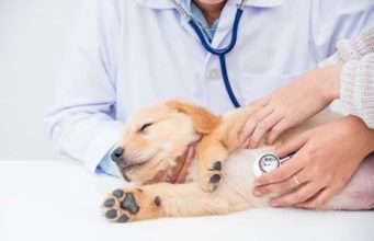 Grain-Free Foods for Dogs Cause Heart Disease, FDA Warns Grain-Free Foods for Dogs Cause Heart Disease