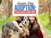 Senior Dog Adoption: Should You Be Worried? Guide to Senior Dog Adoption
