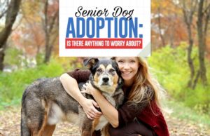 Senior Dog Adoption: Should You Be Worried? Guide to Senior Dog Adoption