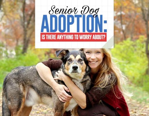 Senior Dog Adoption: Should You Be Worried? Guide to Senior Dog Adoption