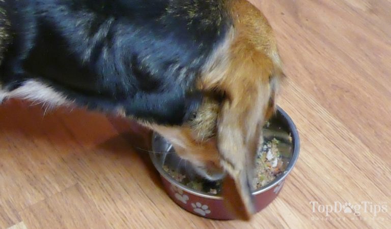 Homemade Dog Food for Hypothyroidism Recipe - Best Dog Food For Low Thyroid Levels